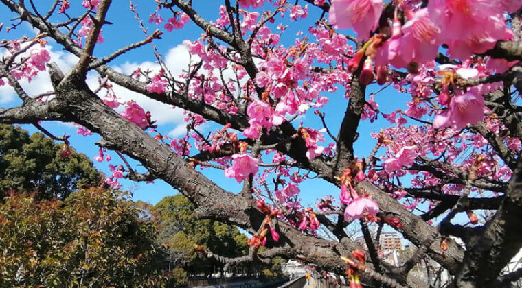 東京・河津桜と運河沿いのサイクリングツアーが開催中 3月中旬まで
